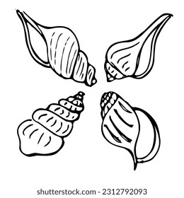 hand drawn illustration of four shells