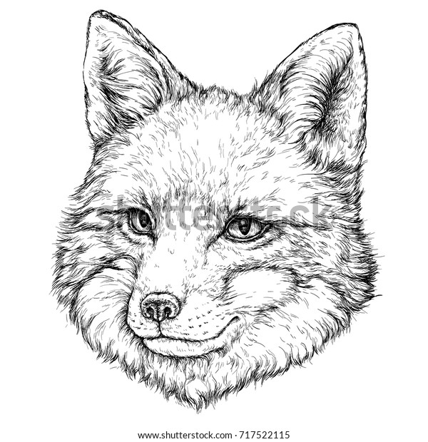 Hand Drawn Illustration Fox Vector Illustration Stock Vector (Royalty ...