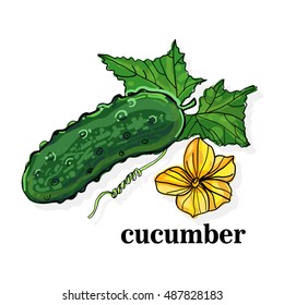 Hand drawn illustration of fresh green cucumber with leaves and flower.  Isolated on the white background, vector. Vegetarian food product