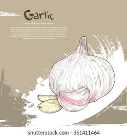 Hand drawn illustration of Garlic. 