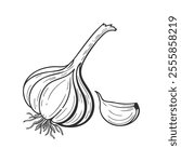 Hand drawn illustration of a garlic. Illustration of garlic bulb and clove. Vegetable sketch.