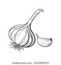 Hand drawn illustration of a garlic. Illustration of garlic bulb and clove. Vegetable sketch.