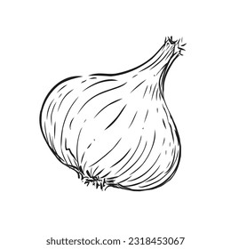 Hand drawn Illustration Garlic 
on a white background. 