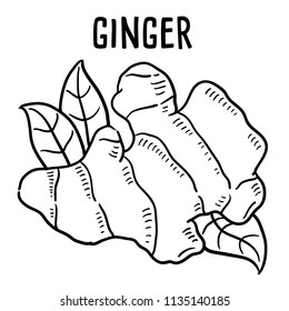 Hand drawn illustration of ginger.
