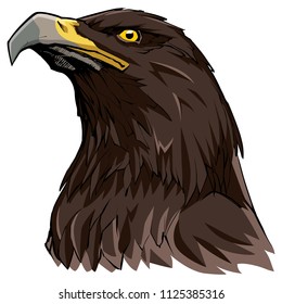 Hand drawn illustration of a Golden Eagle.