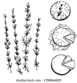 Hand drawn illustration of gourmet cheeses, thyme. Serving gourmet cheese. Handwritten graphic technique