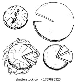 Hand drawn illustration of gourmet cheeses. Serving gourmet cheese. Handwritten graphic technique