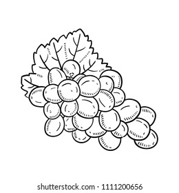 Hand drawn illustration of grape.