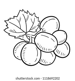 Hand drawn illustration of grape.
