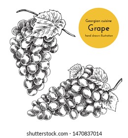 Hand Drawn Illustration Of Grape Bunch. Sketch Bunch Grapes