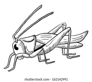 hand drawn illustration of grasshopper isolated on white