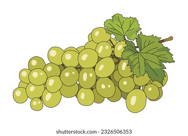 Hand drawn illustration of 'Green Grape', a type of grape with a greenish tint.