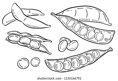 Hand drawn illustration of Green peas.