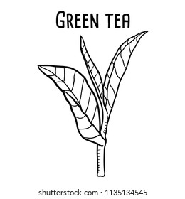 Hand drawn illustration of Green teas.