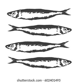 Hand Drawn Illustration a Group of sardines, Sardina pilchardus, Black on white