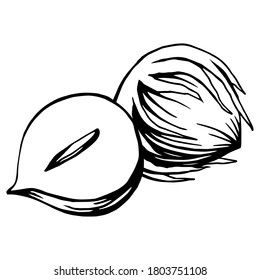 Hand drawn illustration of a hazelnut. Handwritten graphic technique