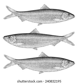 Hand Drawn Illustration of a Herring