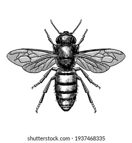 Hand Drawn Illustration of a Honey Bee in a vintage style.