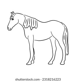 Hand drawn illustration of a Horse. Vector isolated on a white background.