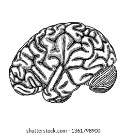 Hand drawn illustration of a human brain in black white ink. Vector. 