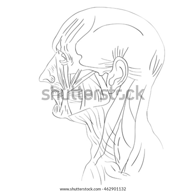 Hand Drawn Illustration Human Head Muscles Stock Vector (Royalty Free ...