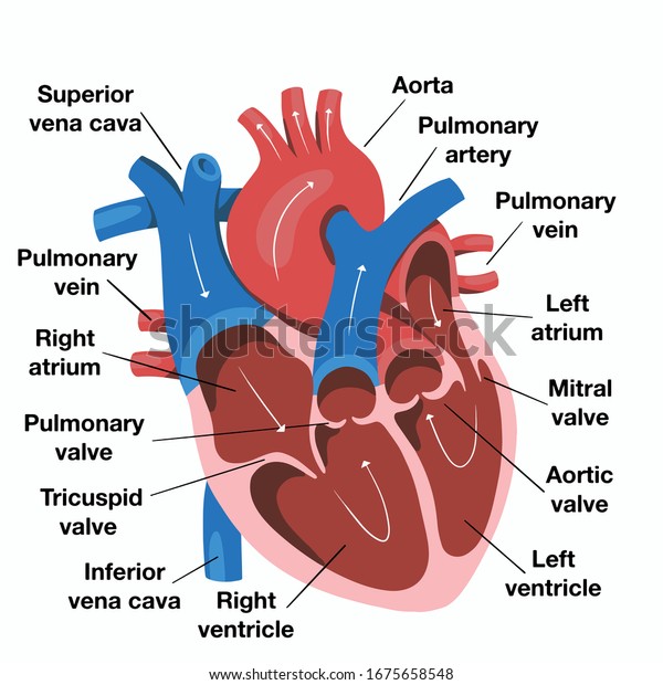 Hand drawn illustration of human heart\
anatomy. Educational diagram showing blood flow with main parts\
labeled. Vector illustration easy to\
edit