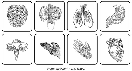 Hand drawn illustration of human organs. Medical photos. Human anatomy and health organ drawing. For medical banner, poster, textile, logo. Isolate, stock graphics