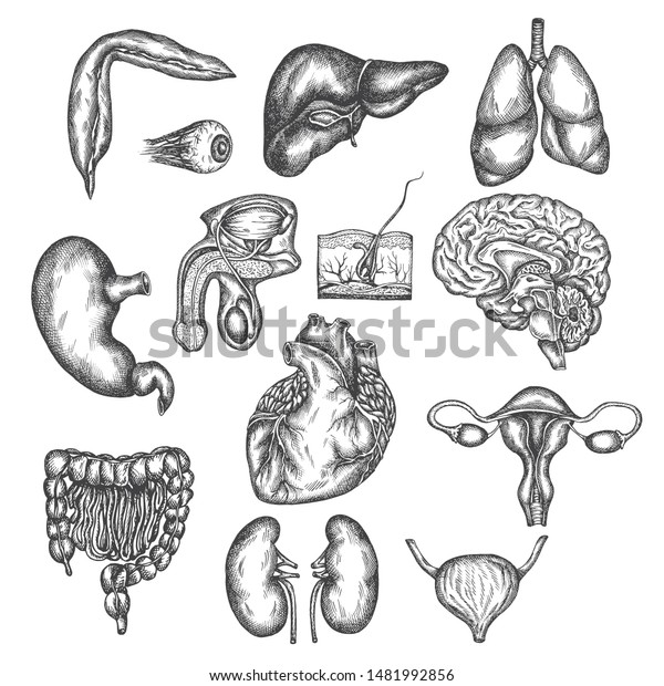 sketch of the human body with organs