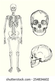 Hand drawn illustration of human skeleton and skull. Vector eps10.