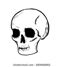Hand drawn illustration of Human Skull. Halloween design element.