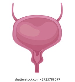 Ilustração desenhada à mão da bexiga urinária humana em estilo de arte de linha limpa. Perfeito para educação em anatomia, diagramas do sistema urinário, ilustração médica, visuais de saúde e infográficos educacionais