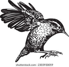 hand drawn illustration of a hummingbird