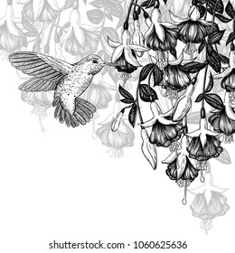 Hand drawn illustration with hummingbird and fuchsia flowers with space for text.