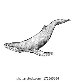 Hand drawn illustration of a Humpback Whale