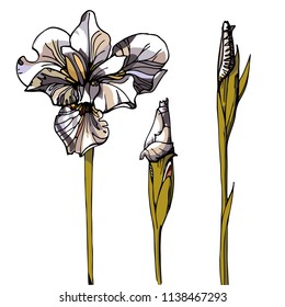 Hand drawn illustration with iris. Iris flowers isolated on white background.
