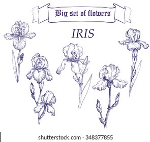 Hand drawn illustration of iris. Ink drawing. Vintage stile. 