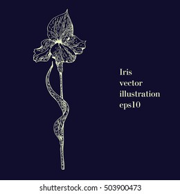 Hand drawn illustration of iris. Ink drawing. Vintage style.