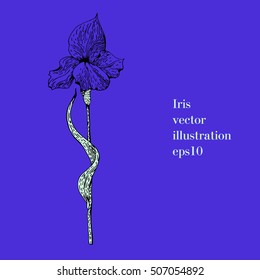 Hand drawn illustration of iris. Ink drawing. Vintage style.