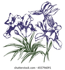 Hand drawn illustration irises