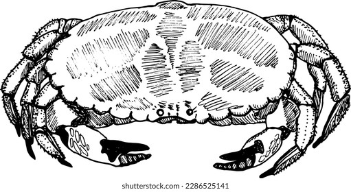 Сrab hand drawn illustration isolated on white background. 