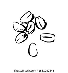 Hand drawn illustration of an isolated pile of peeled peanuts