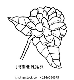 Hand drawn illustration of Jasmine flower with leaves.