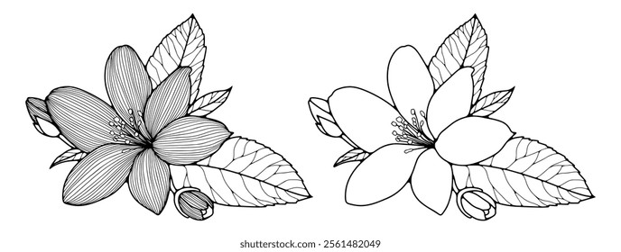 Hand drawn illustration of jasmine flower with leaves isolated on white background. Vector floral illustration