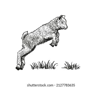 Hand Drawn Illustration Of Jumping Lamb. Sketch Style Farm Animal. Sheep Vector Art