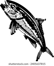 hand drawn illustration of a kingfish