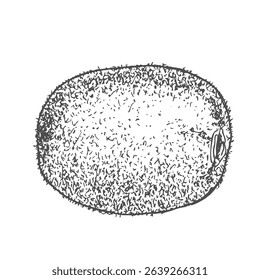 Hand drawn illustration of kiwi in sketch. Ink kiwi fruit