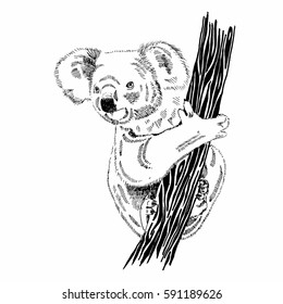 Hand drawn illustration of koala on a tree