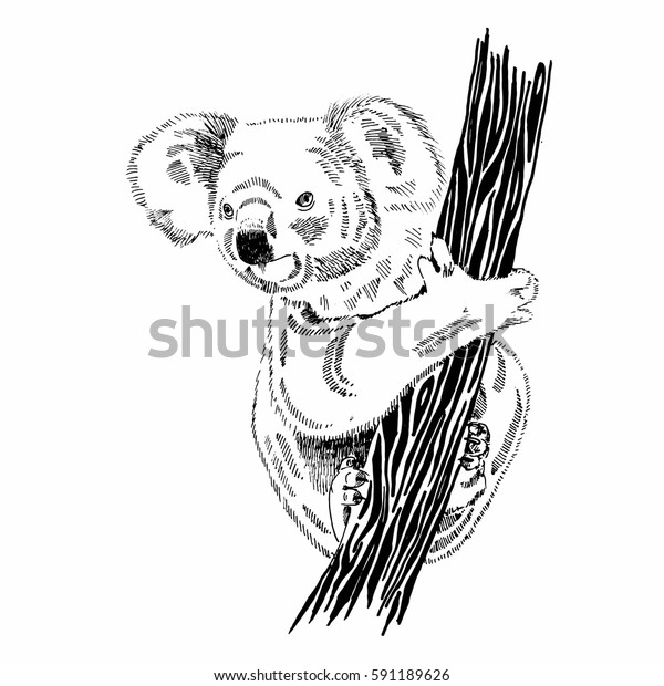 Hand Drawn Illustration Koala On Tree Stock Vector (Royalty Free) 591189626