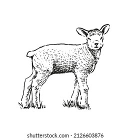 Hand Drawn Illustration Of Lamb. Sketch Style Farm Animal. Sheep 