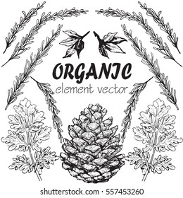 Hand drawn illustration of leaf. Decorative element at engraving style.